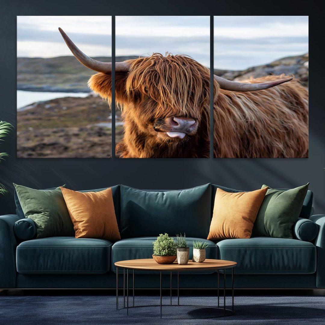 The Cuddly Highland Cow Canvas hangs, adding charm with its shaggy elegance.