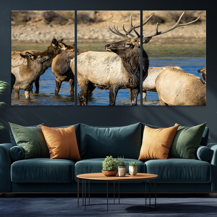 Group of elk standing in shallow water with dry rocky terrain in the background, showcasing wildlife in a natural setting for rustic decor.