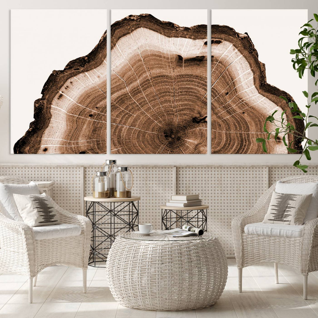 Close-up of the Rustic Wood Rings Wall Art featuring detailed tree rings and natural texture on a plain white background.