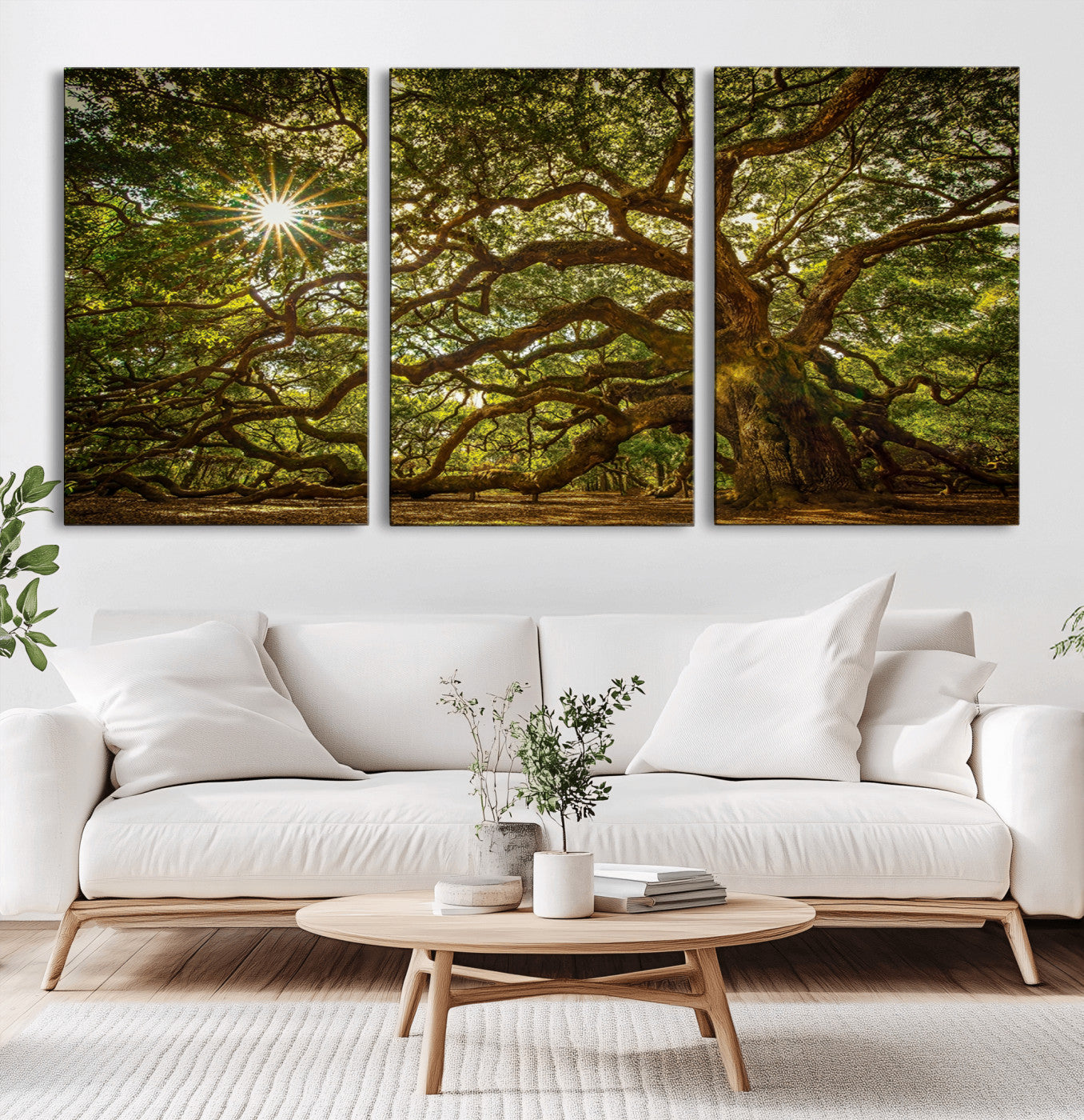 MGV-CV-60X30-3P - Ancient Angel Oak Tree Art Sunburst Canvas Print- Nature-Inspired Triptych Canvas Print, Framed,
