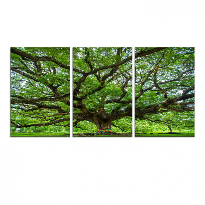 Oak Tree Wall Art Print, Forest Canvas Wall Art for Home and Office, Framed Angel Oak Tree Canvas Art Printing