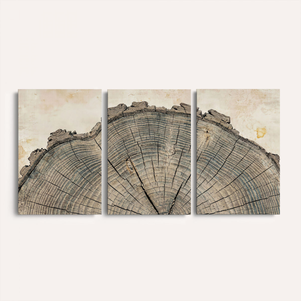 34201080-MGV-CV-60X30-3P - Tree Ring Canvas Wall Art in Neutral Earth Tones, Framed Wood Slice Print for Rustic and Japandi Interiors