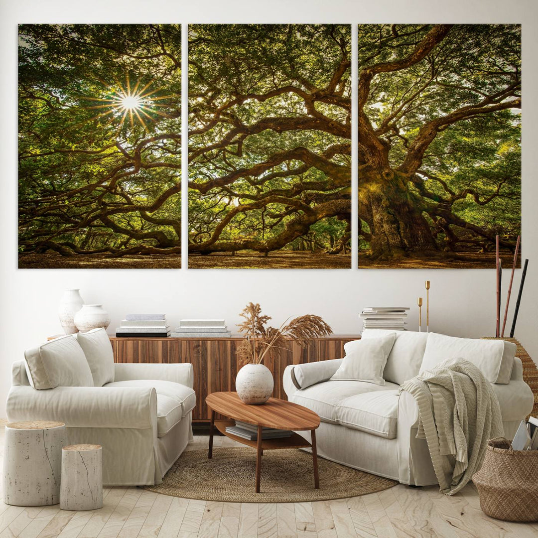 The Ancient Angel Oak Tree Art Sunburst Canvas Print, a framed triptych, serves as wall art.