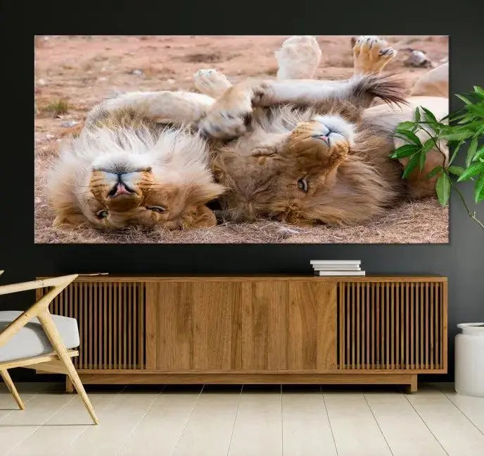 The Animal Wall Art Lion Canvas Print showcases two lions lounging on their backs, featured in a triptych configuration. This piece is printed on museum-quality canvas, comes ready to hang, and includes a UV-protective coating to maintain its vivid detail and elegance.