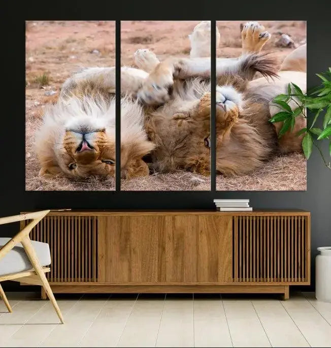 The Animal Wall Art Lion Canvas Print showcases two lions lounging on their backs, featured in a triptych configuration. This piece is printed on museum-quality canvas, comes ready to hang, and includes a UV-protective coating to maintain its vivid detail and elegance.