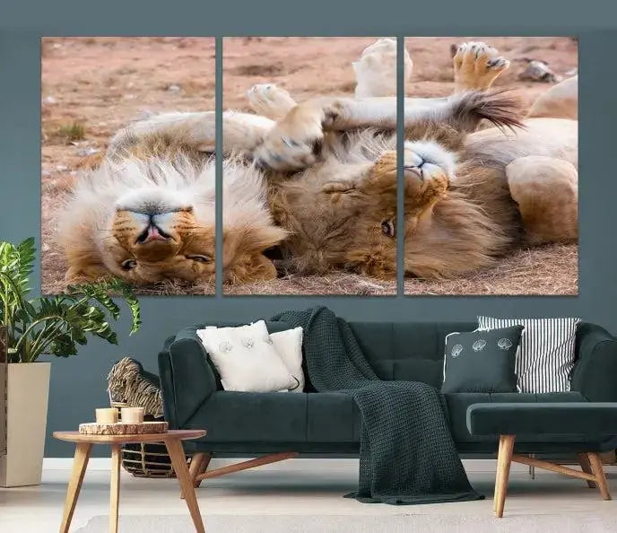 The Animal Wall Art Lion Canvas Print showcases two lions lounging on their backs, featured in a triptych configuration. This piece is printed on museum-quality canvas, comes ready to hang, and includes a UV-protective coating to maintain its vivid detail and elegance.