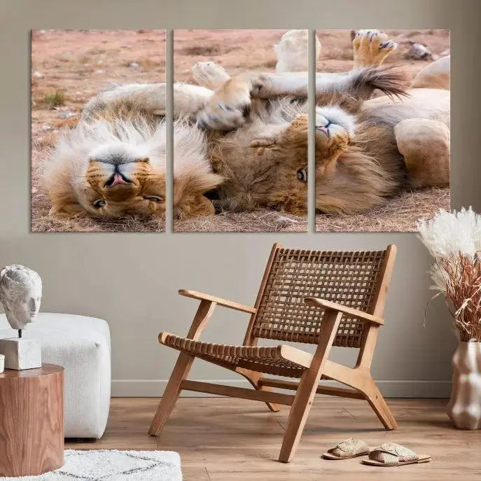 The Animal Wall Art Lion Canvas Print showcases two lions lounging on their backs, featured in a triptych configuration. This piece is printed on museum-quality canvas, comes ready to hang, and includes a UV-protective coating to maintain its vivid detail and elegance.