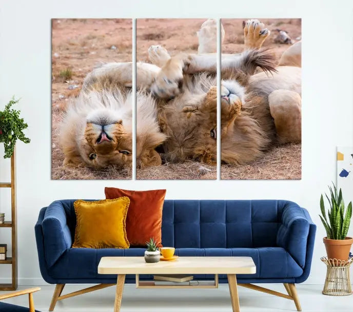 The Animal Wall Art Lion Canvas Print showcases two lions lounging on their backs, featured in a triptych configuration. This piece is printed on museum-quality canvas, comes ready to hang, and includes a UV-protective coating to maintain its vivid detail and elegance.