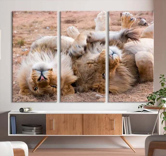 The Animal Wall Art Lion Canvas Print showcases two lions lounging on their backs, featured in a triptych configuration. This piece is printed on museum-quality canvas, comes ready to hang, and includes a UV-protective coating to maintain its vivid detail and elegance.