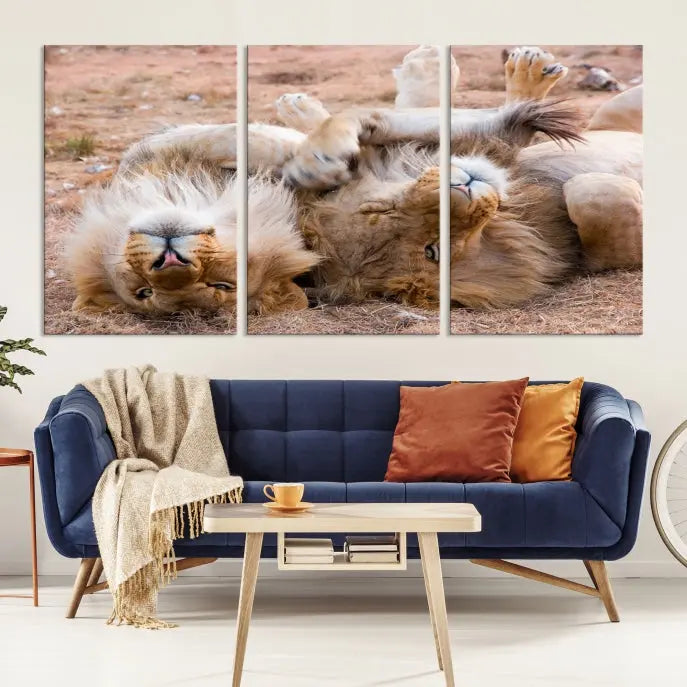 The Animal Wall Art Lion Canvas Print showcases two lions lounging on their backs, featured in a triptych configuration. This piece is printed on museum-quality canvas, comes ready to hang, and includes a UV-protective coating to maintain its vivid detail and elegance.