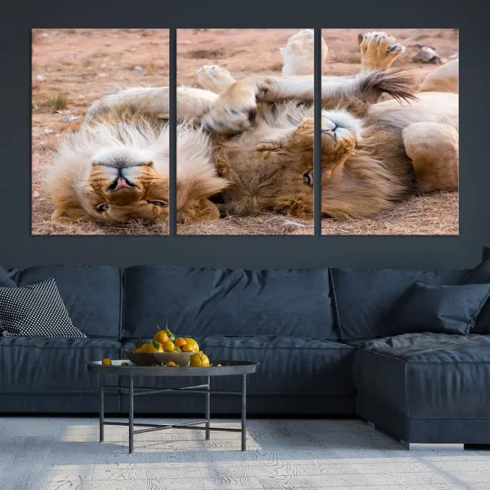 The Animal Wall Art Lion Canvas Print showcases two lions lounging on their backs, featured in a triptych configuration. This piece is printed on museum-quality canvas, comes ready to hang, and includes a UV-protective coating to maintain its vivid detail and elegance.