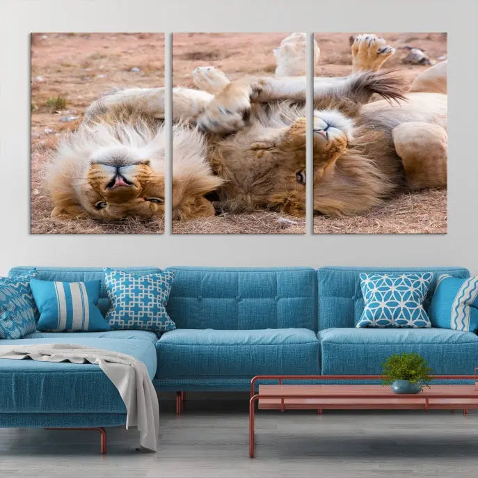 The Animal Wall Art Lion Canvas Print showcases two lions lounging on their backs, featured in a triptych configuration. This piece is printed on museum-quality canvas, comes ready to hang, and includes a UV-protective coating to maintain its vivid detail and elegance.