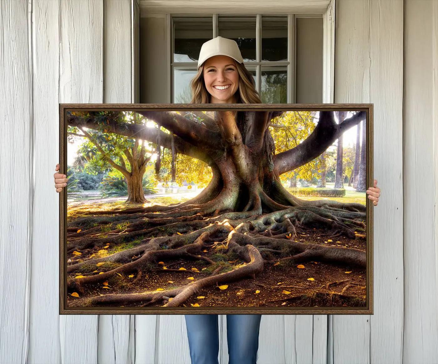 53335-MGV-CV-36X24-Banyan Tree Canvas Wall Art Print - Majestic Roots and Sunlit Canopy, Moreton Bay Fig Tree Art for