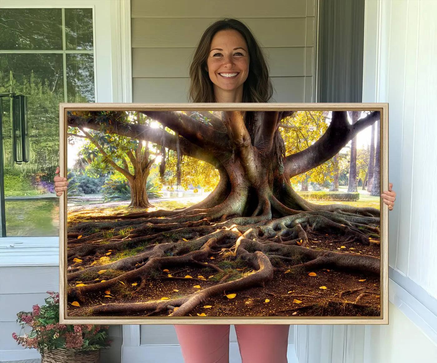 53335-MGV-CV-36X24-Banyan Tree Canvas Wall Art Print - Majestic Roots and Sunlit Canopy, Moreton Bay Fig Tree Art for