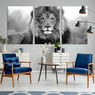 Edit-Images-Black and White Lion Canvas Wall Art Animal Print