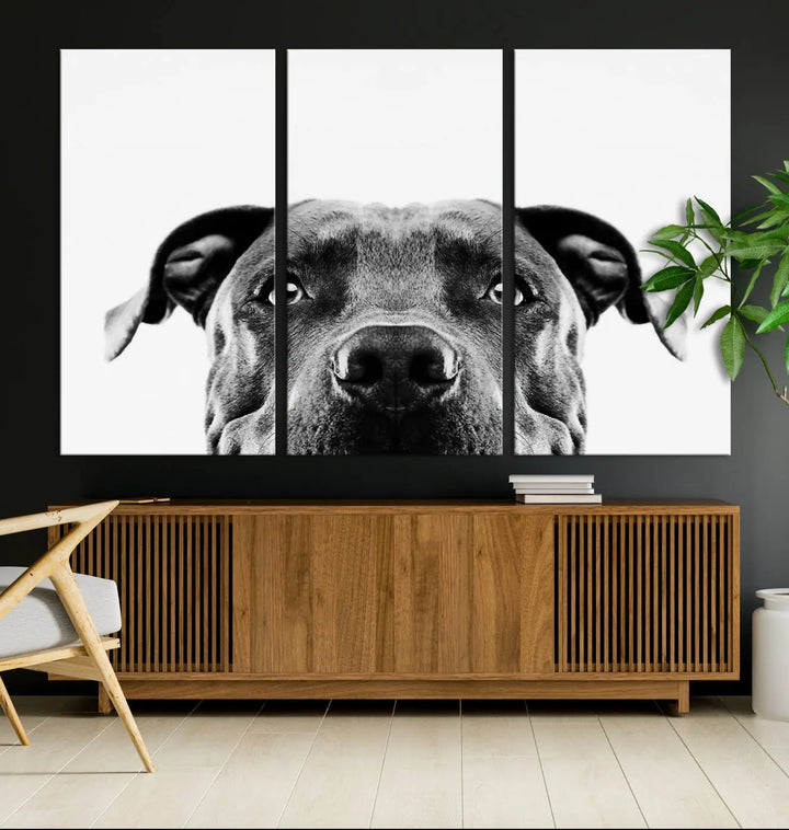 The "Black and White Pit Bull Dog Wall Art Canvas Print" elegantly adorns the living room, infusing character and charm into the contemporary setting. This captivating piece is perfect for dog lovers.