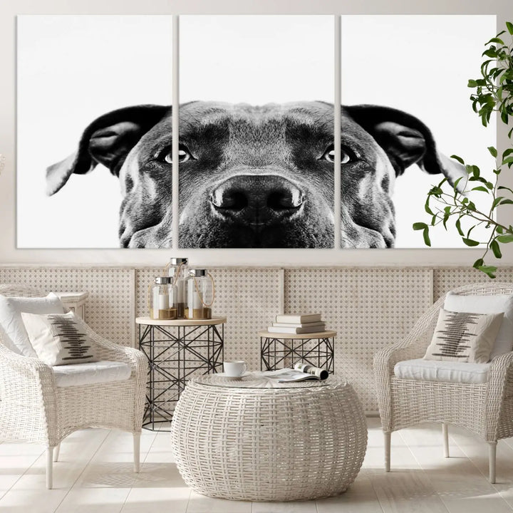 The "Black and White Pit Bull Dog Wall Art Canvas Print" elegantly adorns the living room, infusing character and charm into the contemporary setting. This captivating piece is perfect for dog lovers.