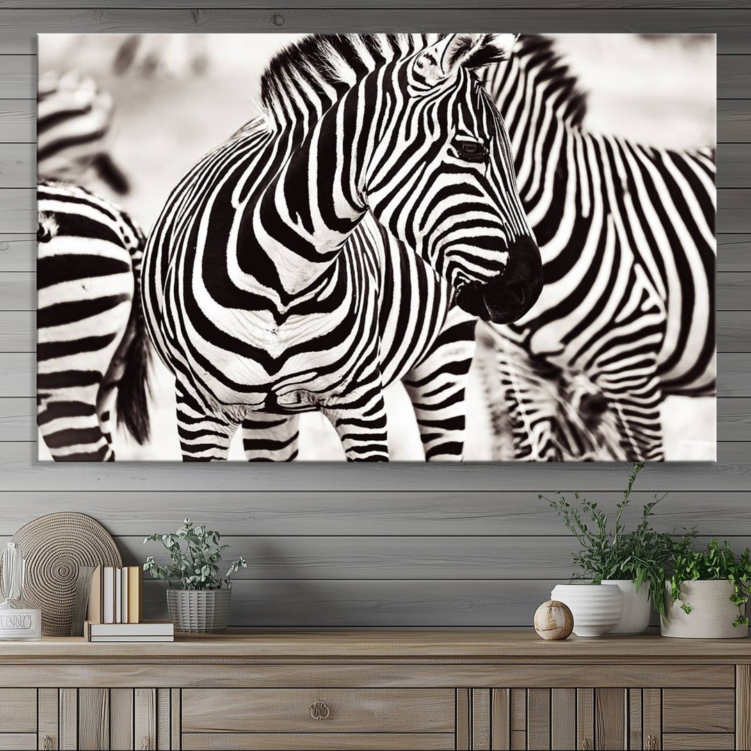 Brilliant Zebra Photography Art Canvas Print Black and White
