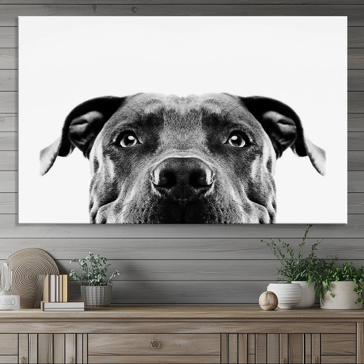 The "Black and White Pit Bull Dog Wall Art Canvas Print" elegantly adorns the living room, infusing character and charm into the contemporary setting. This captivating piece is perfect for dog lovers.